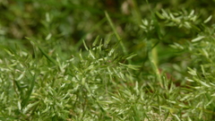 Eragrostis hypnoides