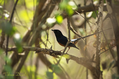 Copsychus malabaricus