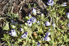 Nemophila maculata
