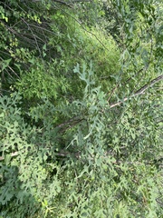 Morus mongolica