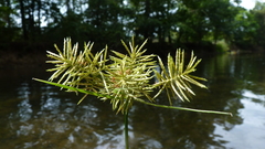 Cyperus odoratus