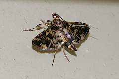 Rhimphalea lindusalis