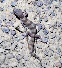 Coleonyx variegatus