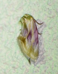 Chamaeclea basiochrea