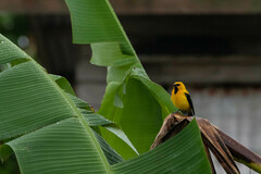 Icterus nigrogularis