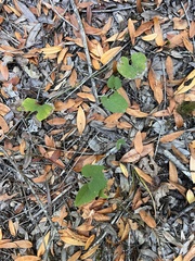 Aristolochia californica