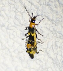 Belotus bicolor