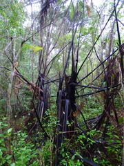 Cyathea medullaris