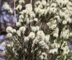Melaleuca ericifolia