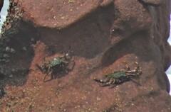 Grapsus tenuicrustatus