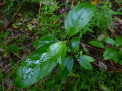 Geniostoma ligustrifolium