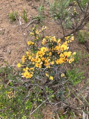 Pultenaea largiflorens