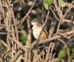 Prinia socialis