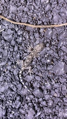 Gekko cib