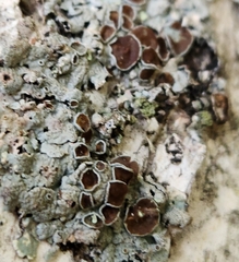 Punctelia bolliana