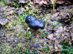 Leotiomycetes