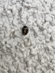 Hyperaspis trifurcata