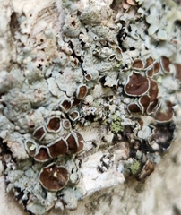Punctelia bolliana