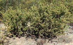 Arctostaphylos montereyensis