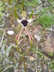 Caladenia parva