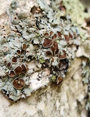 Punctelia bolliana
