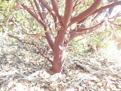 Arctostaphylos montereyensis