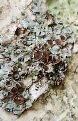Punctelia bolliana