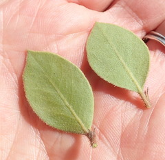 Arctostaphylos montereyensis