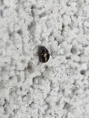 Hyperaspis trifurcata