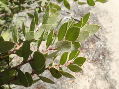 Arctostaphylos montereyensis