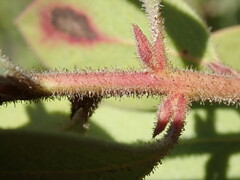 Arctostaphylos montereyensis