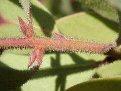 Arctostaphylos montereyensis
