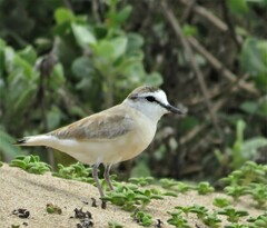 Charadrius marginatus