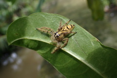 Hyllus diardi