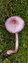 Inocybe