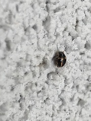 Hyperaspis trifurcata