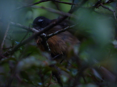 Rhipidura fuliginosa