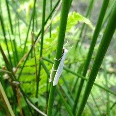 Tipanaea patulella