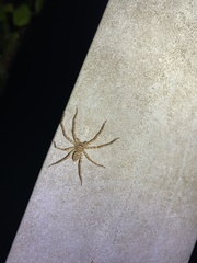 Heteropoda venatoria