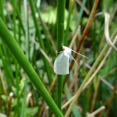 Tipanaea patulella