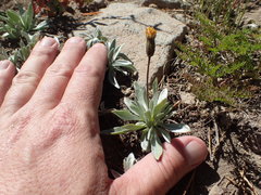 Raillardella argentea