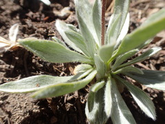 Raillardella argentea