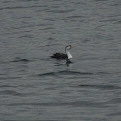 Phalacrocorax varius