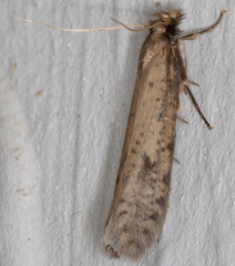 Acrolophinae