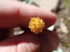 Raillardella argentea