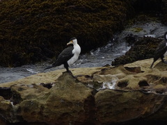 Phalacrocorax varius