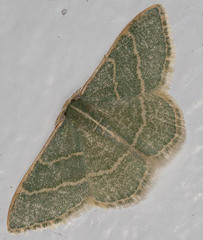 Chlorochlamys appellaria