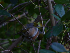 Zosterops lateralis lateralis