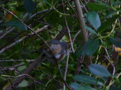 Zosterops lateralis lateralis