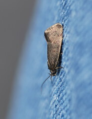 Leistomorpha brontoscopa